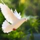 Feast of the Pentecost