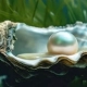 From Pain to Pearl